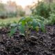 O melhor horário para fazer o plantio e evitar que a muda sofra com o calor, perca água e enfraqueça nos primeiros dias