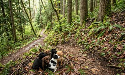 5 cachorrinhos são encontrados na floresta após mulher ouvir choros no caminho para o trabalho