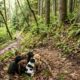 5 cachorrinhos são encontrados na floresta após mulher ouvir choros no caminho para o trabalho