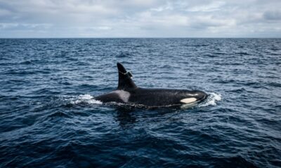 Orca misteriosa viaja até 4400 km pelo oceano e cientistas descobrem comportamento nunca visto