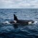 Orca misteriosa viaja até 4400 km pelo oceano e cientistas descobrem comportamento nunca visto