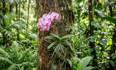 O segredo para plantar orquídeas em troncos e fazê-las florir três vezes mais