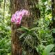 O segredo para plantar orquídeas em troncos e fazê-las florir três vezes mais