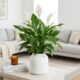 A planta elegante que decora a sala e ainda filtra impurezas do ar, segundo estudos da NASA