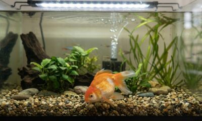 Peixinho dourado recebe mochilinha super fofa para nadar direitinho