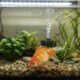 Peixinho dourado recebe mochilinha super fofa para nadar direitinho