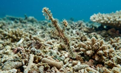 Solenostomus snuffleupagus, o peixe peludo que solucionou um mistério de 20 anos