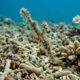 Solenostomus snuffleupagus, o peixe peludo que solucionou um mistério de 20 anos