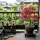 A árvore para varanda pequena que ganha folhas avermelhadas e transforma qualquer canto em um cenário com cara de jardim japonês