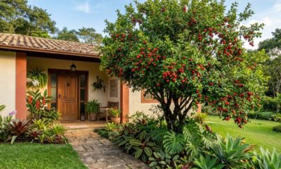 A árvore frutífera que atrai pássaros, dá frutos saborosos e ainda decora a entrada da casa