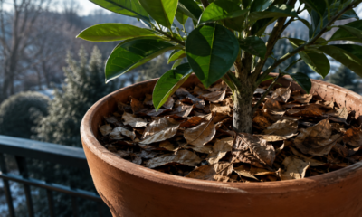 Cobrir a terra do vaso com folhas secas no inverno parece simples, mas pode salvar suas plantas do frio