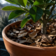 Cobrir a terra do vaso com folhas secas no inverno parece simples, mas pode salvar suas plantas do frio