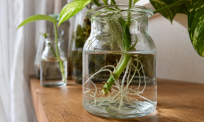 Sem terra e sem bagunça: estas 5 plantas crescem em água e transformam qualquer canto da casa