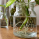 Sem terra e sem bagunça: estas 5 plantas crescem em água e transformam qualquer canto da casa