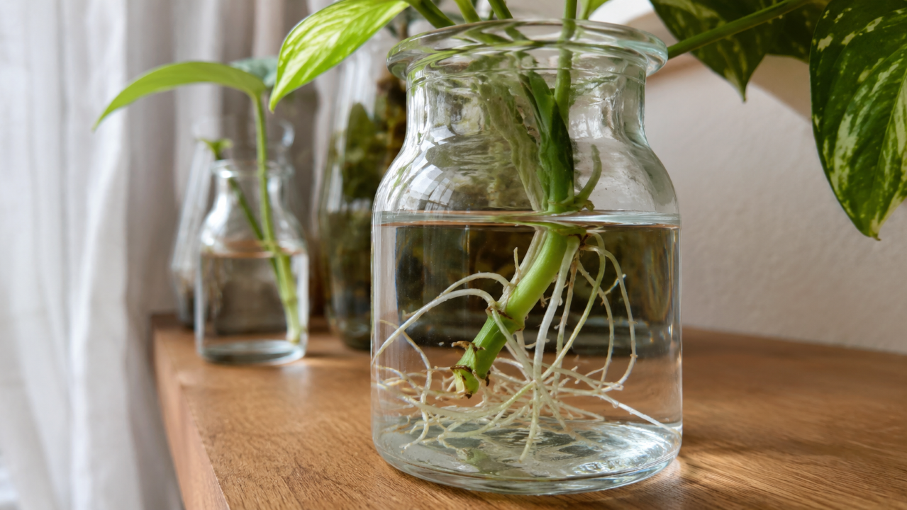 Sem terra e sem bagunça: estas 5 plantas crescem em água e transformam qualquer canto da casa