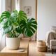 A planta elegante que todo mundo quer na sala de estar este ano