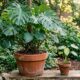 O tamanho do vaso pode decidir se a planta cresce com força ou fica estagnada mesmo recebendo água e cuidados