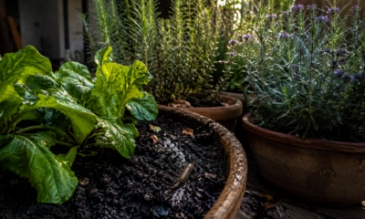 As 4 plantas que ajudam a afastar lesmas do jardim sem usar produtos químicos