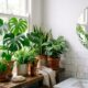 4 plantas lindas que adoram a umidade do banheiro e crescem na sombra