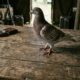 Gustav, o pombo: o agente secreto da Força Aérea Real que ajudou no Dia D
