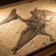 Fóssil de pterossauro encontrado no Brasil revela segredos de 113 milhões de anos e revoluciona estudo da fossilização