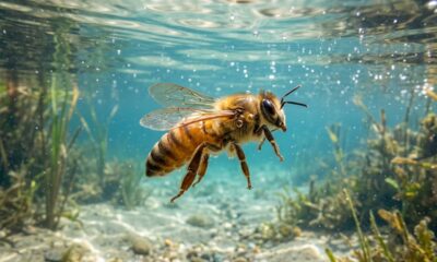 Cientistas descobrem que abelhas-rainhas conseguem sobreviver 8 dias debaixo d’água