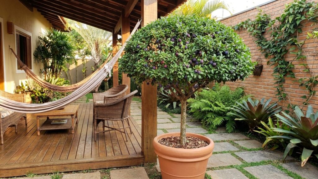 A árvore frutífera perfeita para plantar em casa tem raízes que não levantam o piso e pode encher o quintal de frutas