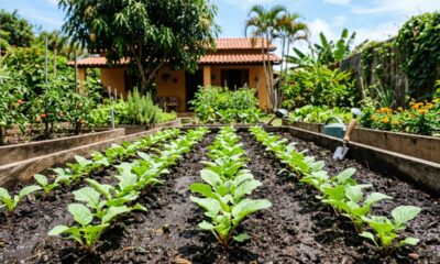 O vegetal mais rápido do mundo para plantar hoje e comer no mês que vem