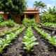 O vegetal mais rápido do mundo para plantar hoje e comer no mês que vem