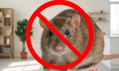 3 plantas que ratos detestam e podem ajudar a manter a casa mais protegida