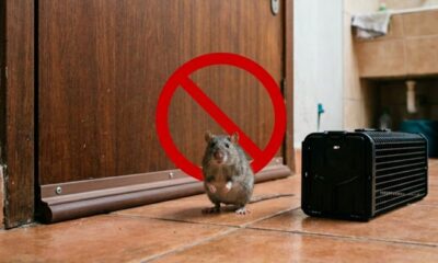3 maneiras de acabar de vez com os ratos sem colocar crianças, pets e a casa em risco