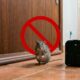 3 maneiras de acabar de vez com os ratos sem colocar crianças, pets e a casa em risco