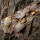 Geólogos levaram séculos para descobrir por que as pepitas de ouro se acumulam no quartzo, até que os terremotos trouxeram a resposta
