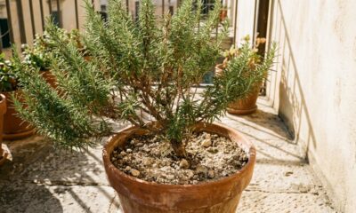 Alecrim é resistente a quase tudo, mas é melhor não plantá-lo perto desta planta no jardim
