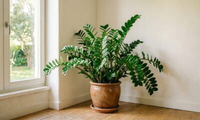 5 plantas baratas que mudam completamente a cara de uma sala sem graça
