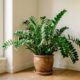 5 plantas baratas que mudam completamente a cara de uma sala sem graça