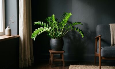 7 plantas elegantes que sobrevivem e brilham até no canto mais escuro da casa