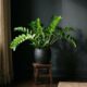 7 plantas elegantes que sobrevivem e brilham até no canto mais escuro da casa