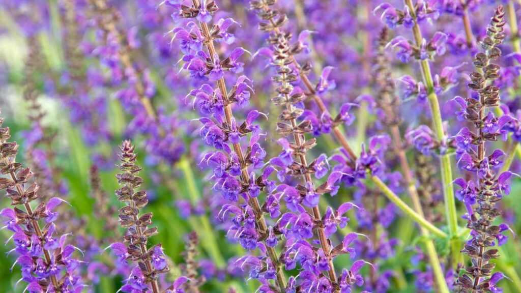 3 flores que florescem o ano todo e deixam qualquer jardim mais colorido