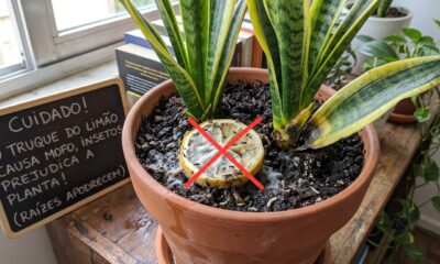 Qual a finalidade de colocar uma fatia de limão no vaso da sua sansevieria e por que tantas pessoas fazem isso