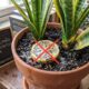 Qual a finalidade de colocar uma fatia de limão no vaso da sua sansevieria e por que tantas pessoas fazem isso
