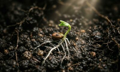 Provérbio celta do dia: “A árvore mais forte já foi uma semente escondida no escuro” e o ensinamento sobre crescer em silêncio