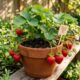 O truque para plantar a fruta vermelha que cardiologistas costumam recomendar na alimentação