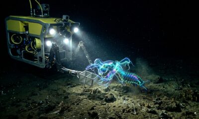Novo ser é descoberto a mais de 2.500 metros no fundo do mar e fica ainda mais misterioso após análise