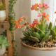 As 6 suculentas com flores que jardineiros mais indicam para transformar a casa sem exigir muito cuidado