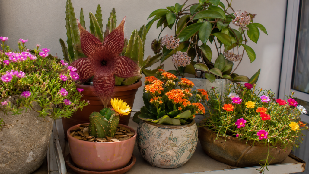 As 6 suculentas com flores que jardineiros mais indicam para transformar a casa sem exigir muito cuidado