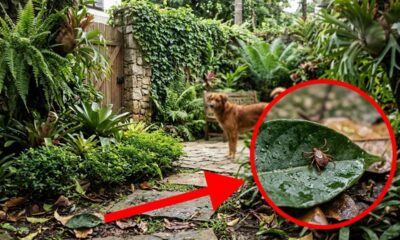 As 3 plantas que muita gente tem no quintal e podem virar o esconderijo perfeito para carrapatos