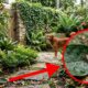 As 3 plantas que muita gente tem no quintal e podem virar o esconderijo perfeito para carrapatos
