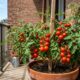Como cultivar tomate em vaso e colher o ano inteiro mesmo com pouco espaço