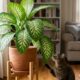 As plantas decorativas que são lindas, mas altamente perigosas para pets em casa